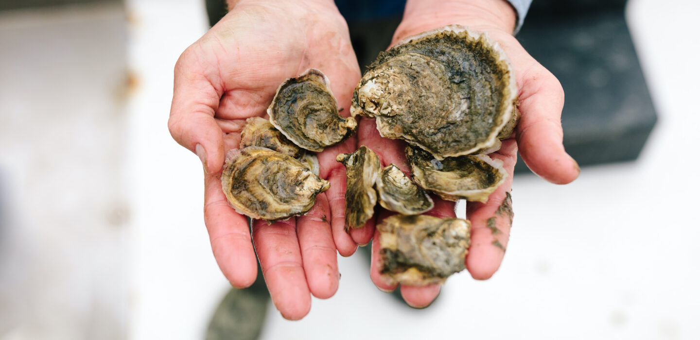 Oysters in hand