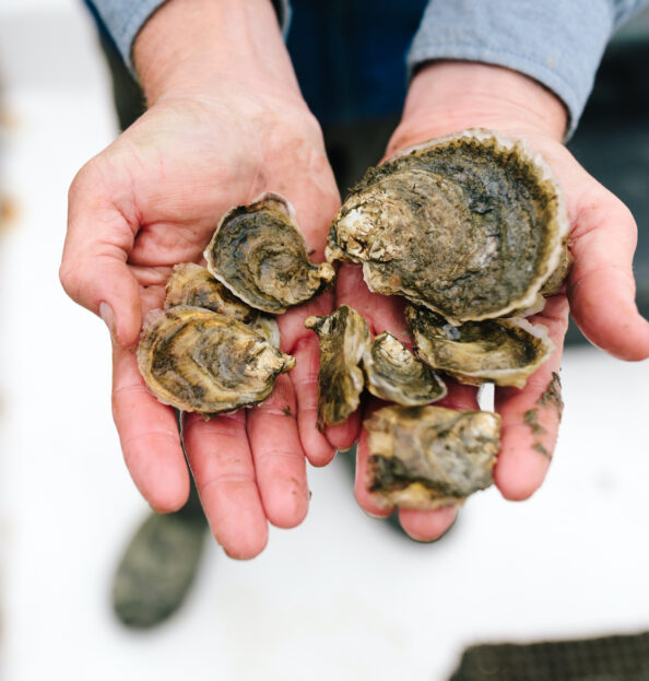 Oysters in hand