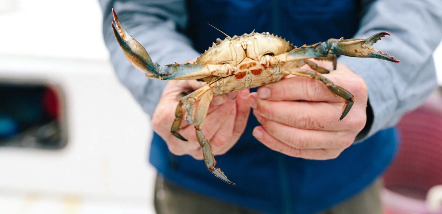 person holding blue crab