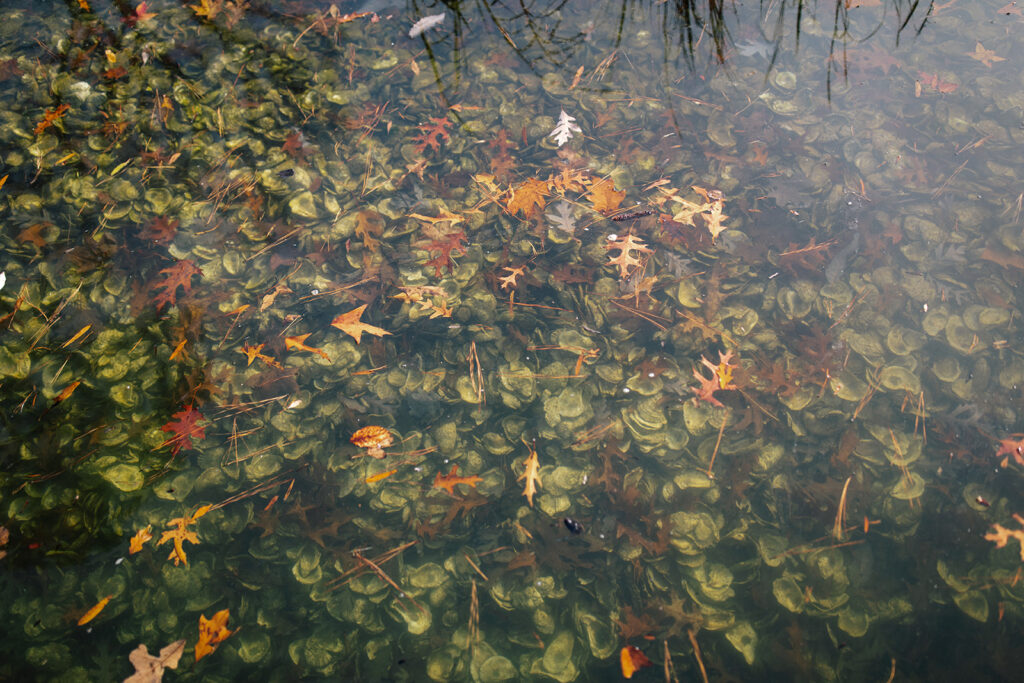 fall leaves in the water
